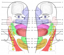 Dorsal Aspect Dorsal Aspect