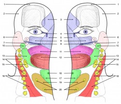 Dorsal Aspect