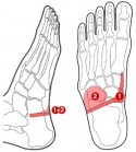 Touchpoint psoas reflex points photo